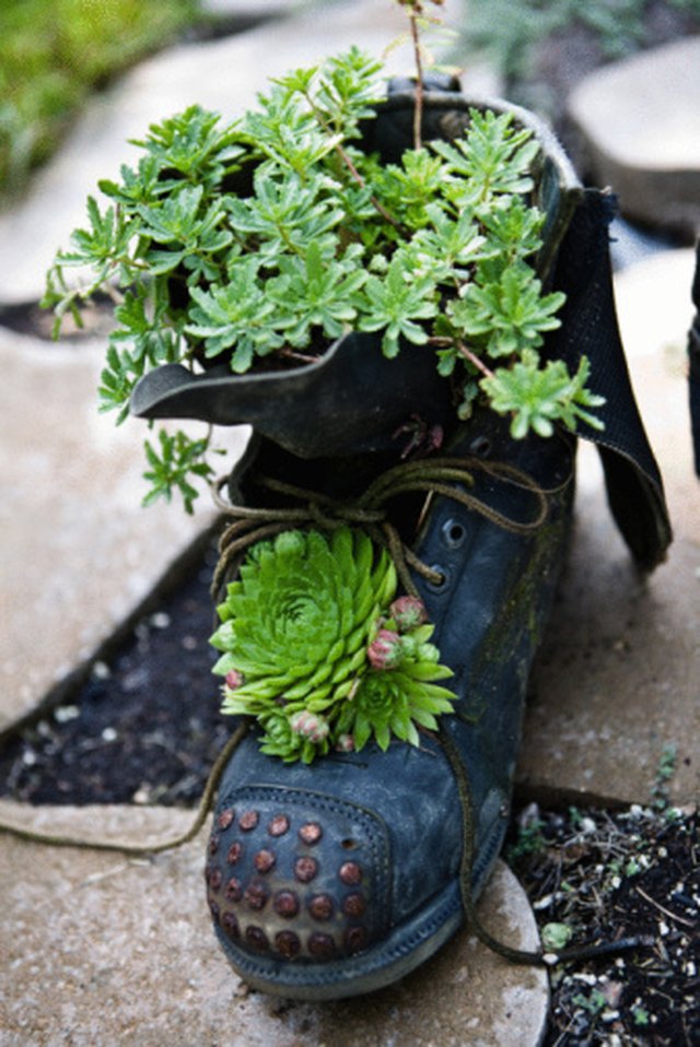 Tiny Black Insects on Succulents | Hunker