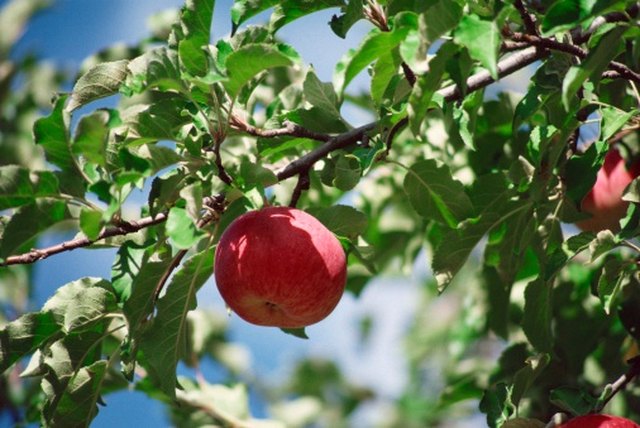 What is causing fruit to drop early on my apple tree? - Michigan