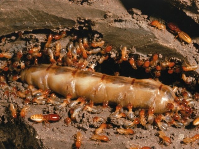 How to Make Get Rid of Termites