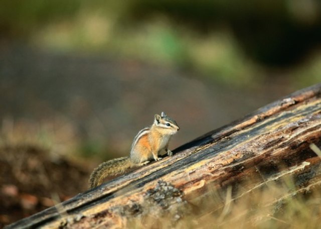 How to Repel Chipmunks | Hunker