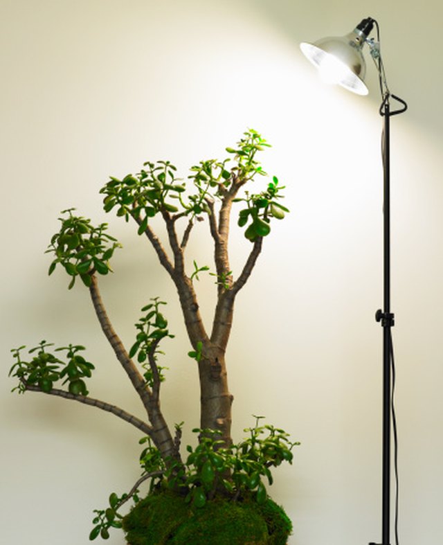 How to Make Jade Plants Grow Fast Hunker
