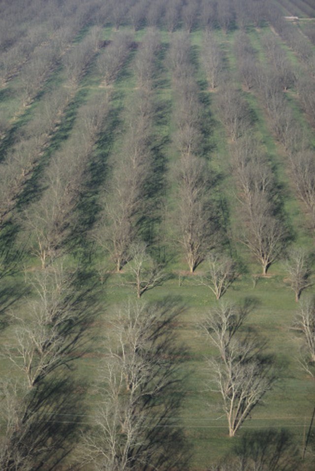 When Does a Pecan Tree Bloom? | Hunker