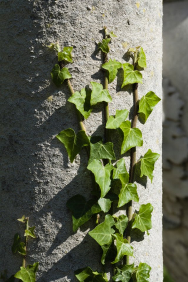 what-are-the-3-types-of-leaf-arrangements-hunker