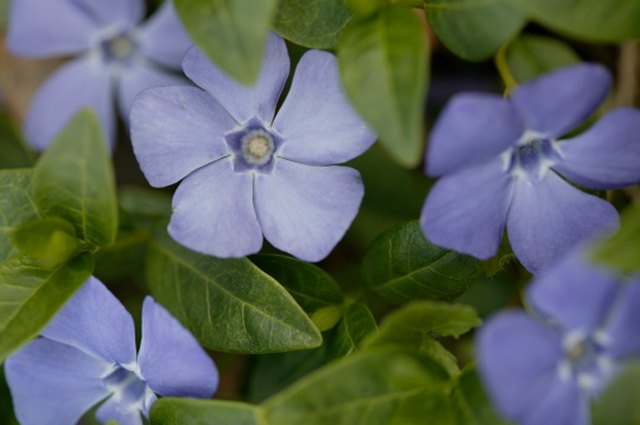 How Long Do Forget-Me-Nots Bloom? | Hunker