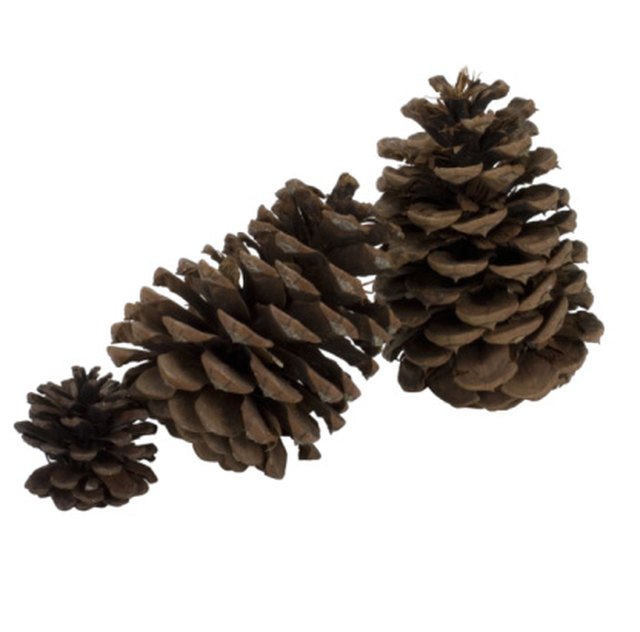 can-i-burn-pine-cones-in-the-fireplace-hunker