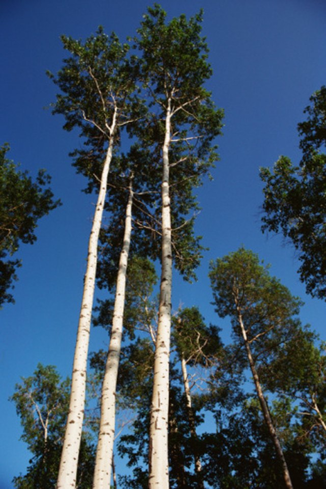 What Is The Difference Between A Poplar And A Cottonwood Tree Hunker