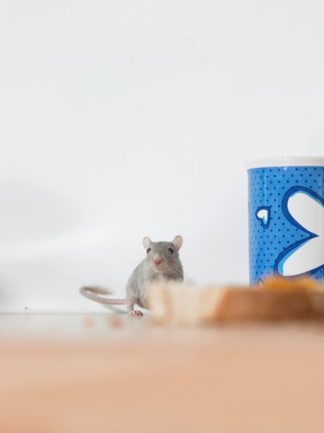 Tips for Keeping Mice Away from Your Wardrobe