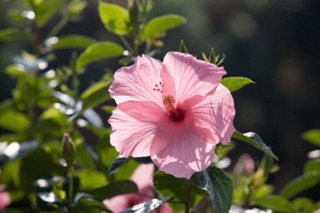 How to Prune a Hibiscus in Florida | Hunker