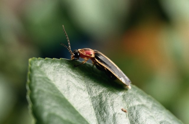 bugs that look like lightning bugs