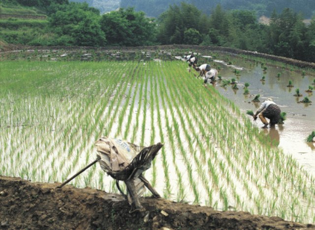 Parts of a Rice Plant | Hunker