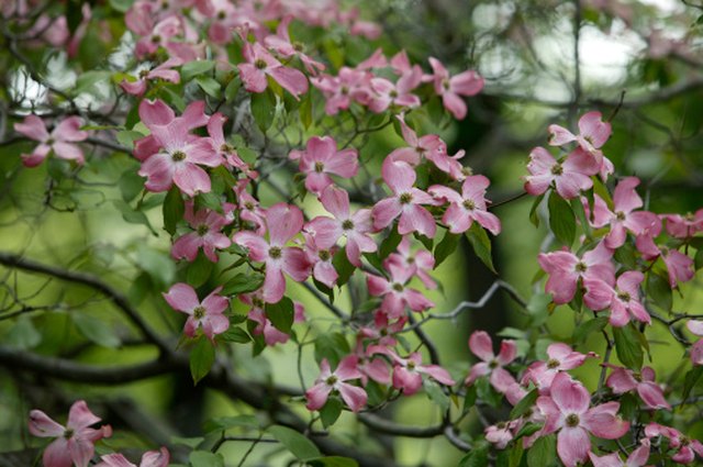 native-flowering-trees-in-north-carolina-hunker