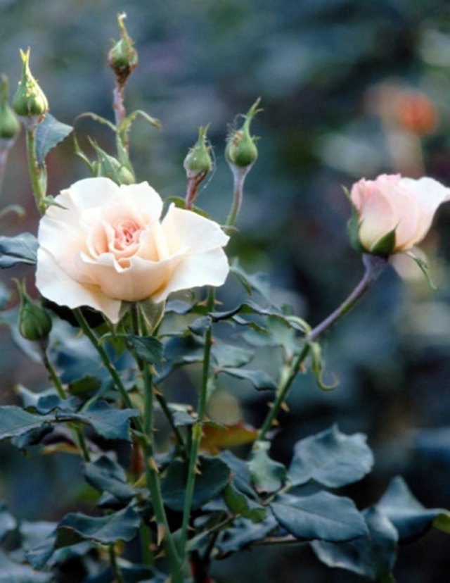 my-knock-out-rose-bush-is-dying-hunker