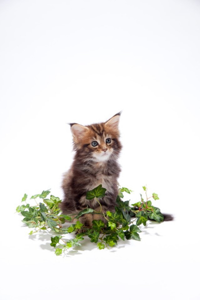 Are Basil Plants Poisonous to Cats? Hunker