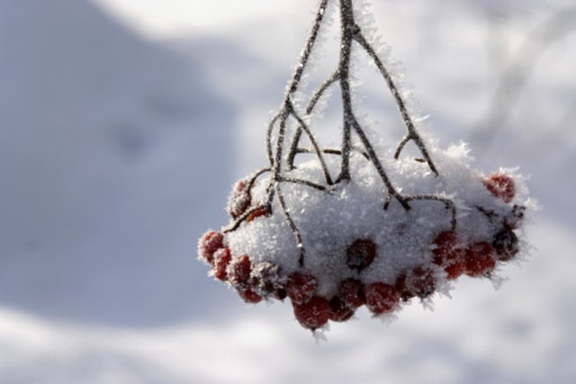 Are Mountain Ash Tree Berries Toxic to Dogs? | Hunker