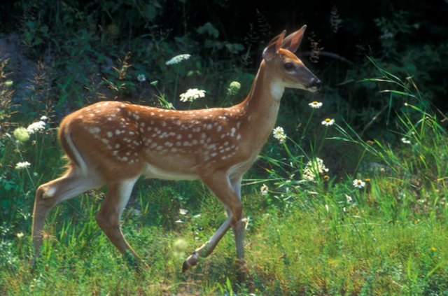 How Soon Do Male Deer Grow Antlers Hunker