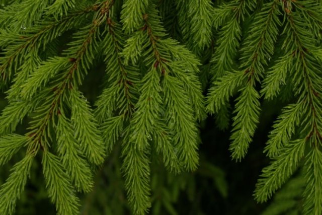 How To Prune A Birds Nest Spruce Hunker