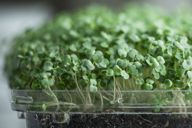 How to Grow Microgreens | Hunker