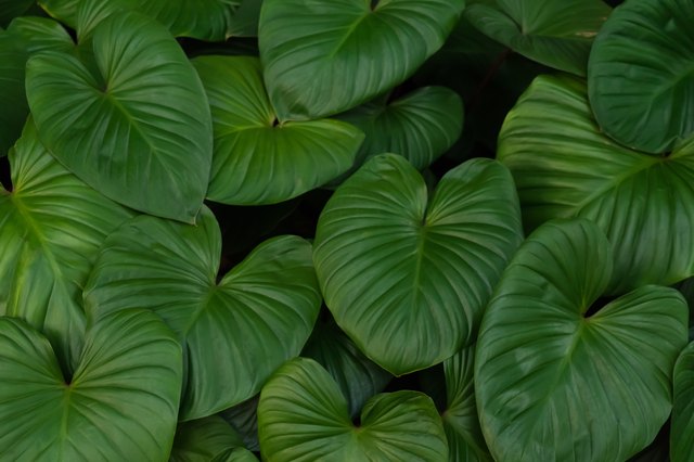 Tropical big green leaves pattern background. Bush of Alocasia in dark tone.