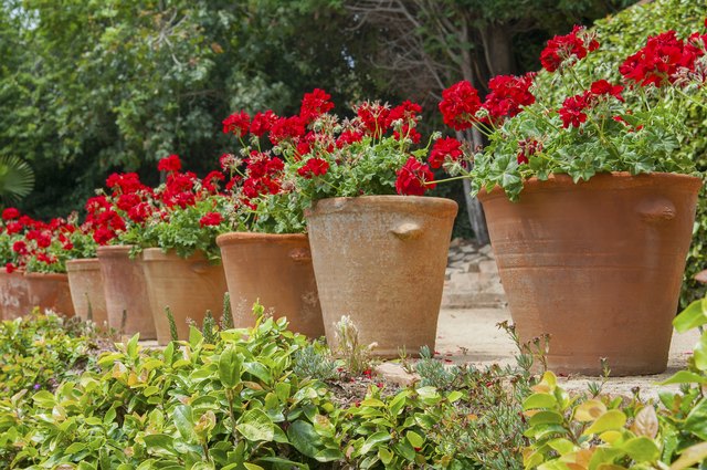 How to Protect Terra Cotta Pots for Outdoor Use | Hunker