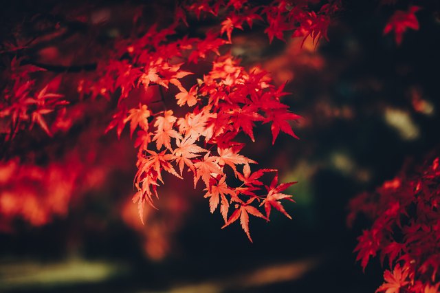 How to Identify Trees With Dark Red Leaves | Hunker