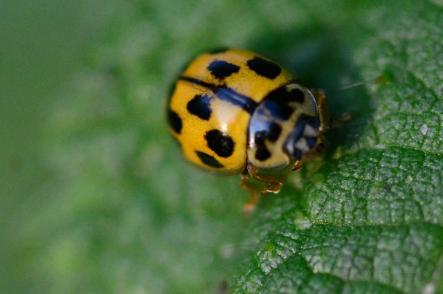 Simple Tips To Deter Ladybugs In And Around Your Maryland Home