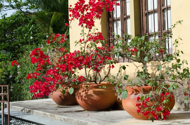 Flowering Bougainvillea in terracota pots