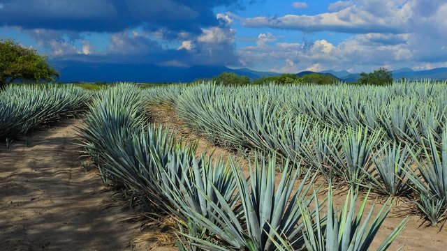 How To Transplant Agave Plants 