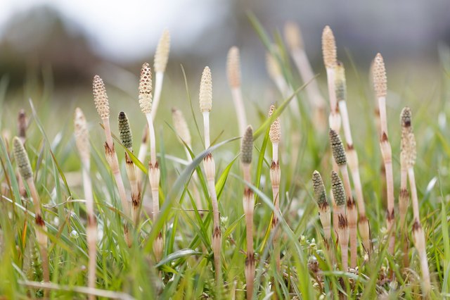 How to Kill Snake Grass | Hunker