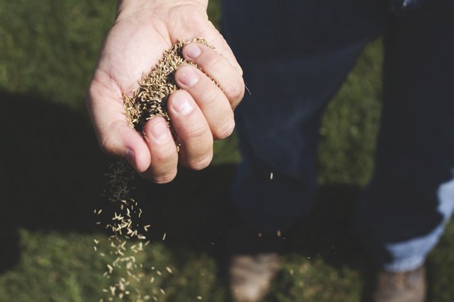 grass seed