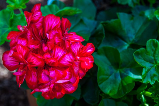 How to save geranium if the flower wilted