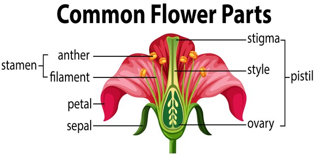 diagram-of-the-parts-of-a-flower-hunker