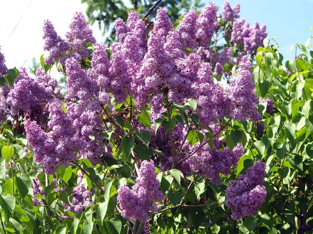 How And When To Prune Lilacs Hunker   F9b63a4944f14a9a915be26044ce606e 