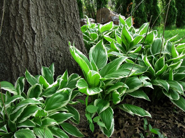 When Should I Plant Hostas? | Hunker