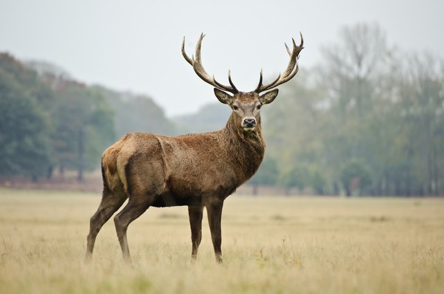how-to-scare-deer-away-hunker