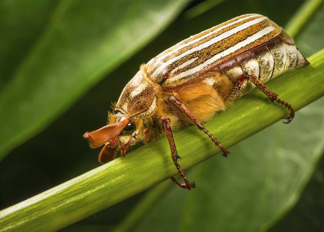 How To Get Rid of June Beetles