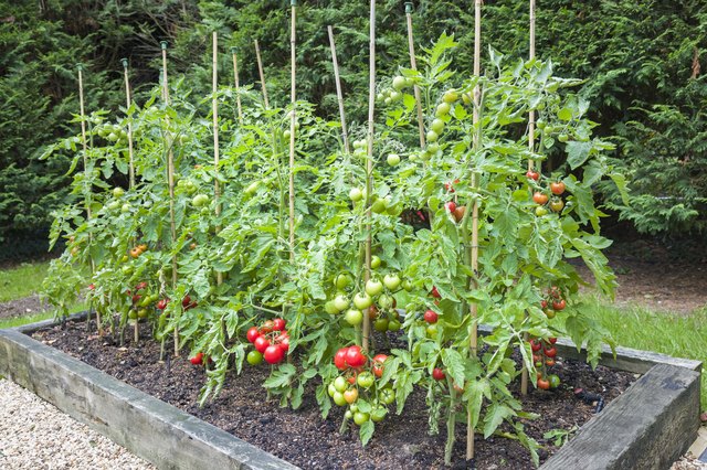 Signs and Symptoms of Overwatering Tomatoes | Hunker