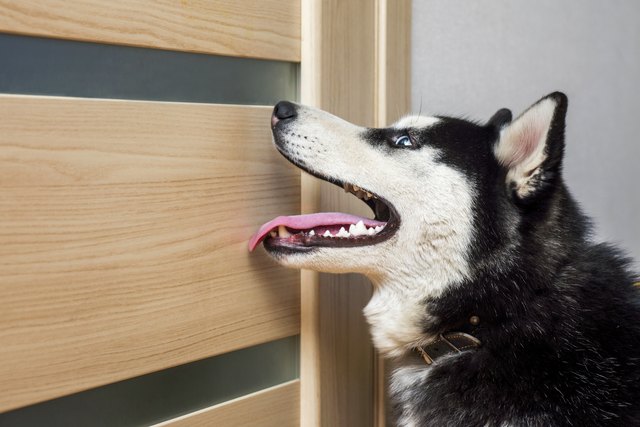 How to Remove Dog Scratches From a Wood Door | Hunker