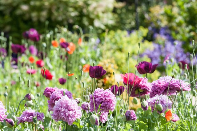 8 Unexpected Flowers to Grow in Your Garden This Year