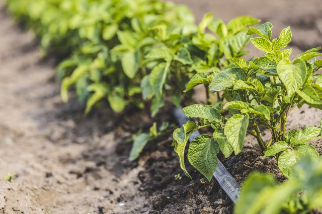 Natural Bug Spray for Potato Plants | Hunker