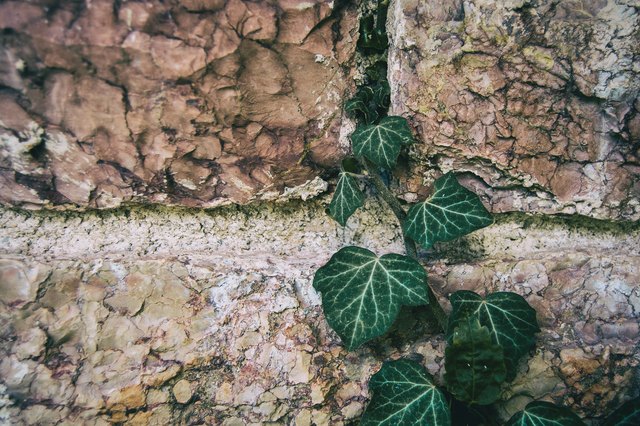 How to Take Care of Ivy Plants Hunker