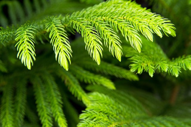 All the Dirt on Gardening: Norfolk Island Pine Tree, Lifestyles