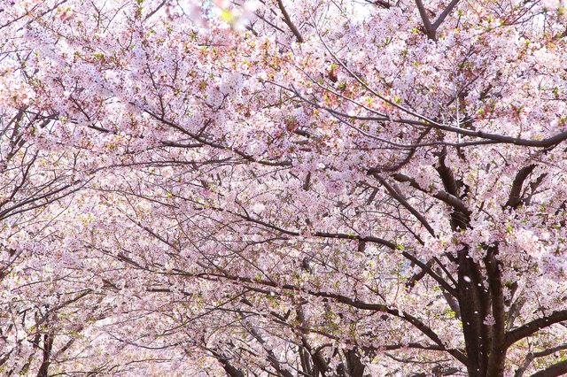 yoshino flowering cherry tree problems
