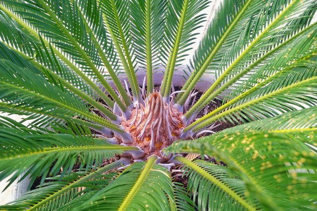 windmill palm tree root system