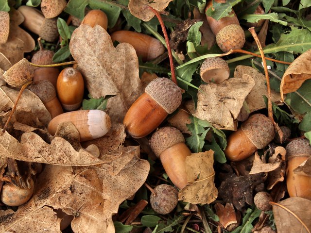 Do More Acorns Mean A Harsh Winter For Houston?