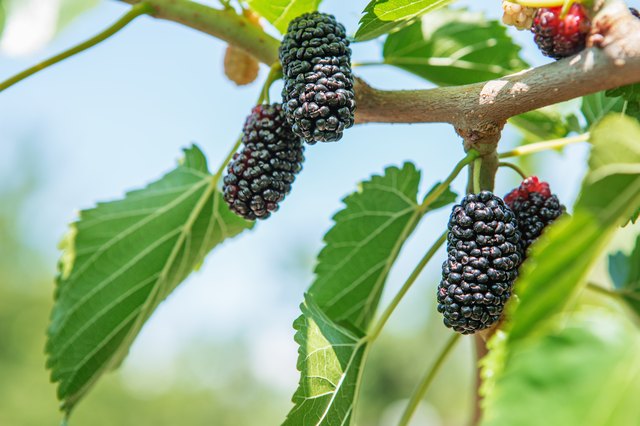 Black Cherry / Mulberry Fruit Tree Package – Nativ Nurseries