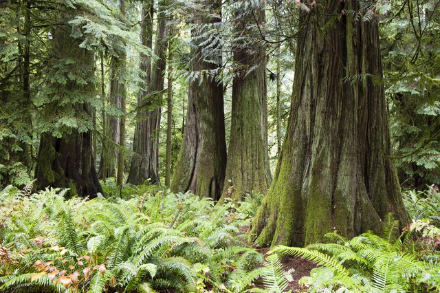 Fertilizer for Cedar Trees | Hunker