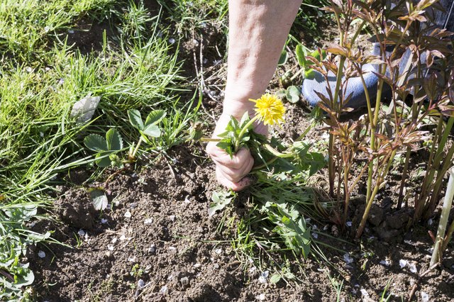 How To Get Rid Of Stubborn Milwaukee Weeds