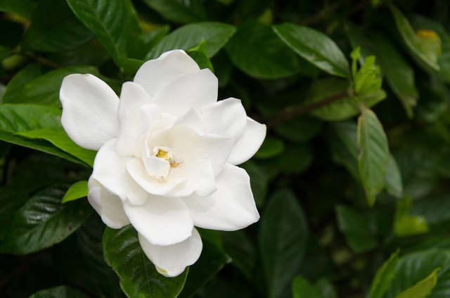 Relieve Dry Hair and Lift Your Mood with Gardenia Flower Water