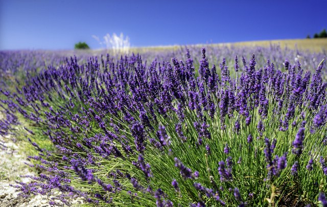 5 Spanish Lavender Organic Herb Perennial Live Plant Cuttings Clippings for  Propagation Lavandula Stoechas 