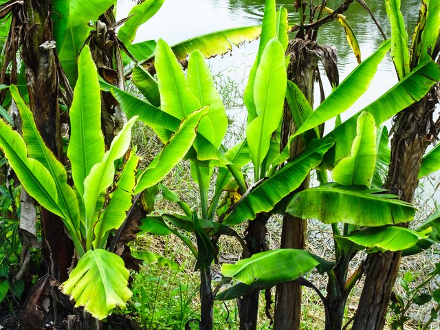 How to Take Care of a Banana Leaf Plant | Hunker